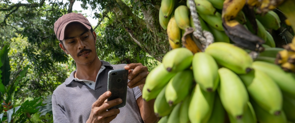 Persona revisa un celular junto a un racimo de plátanos verdes en una zona rural, reflejando el acceso a conectividad en el campo