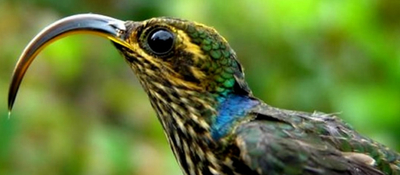 Caquetá AvenTúrisTICo